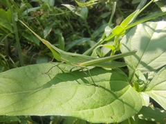 Acrida cinerea