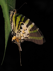 Graphium antiphates