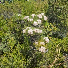 Serruria ascendens