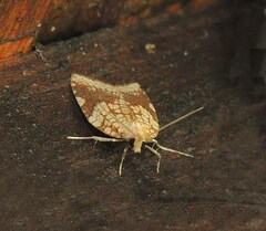 Acleris rhombana