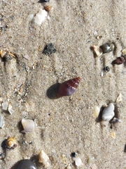 Pardalinops testudinaria