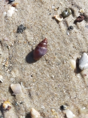 Pardalinops testudinaria
