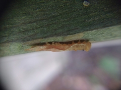 Watsonalla cultraria