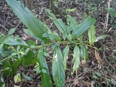 Alpinia