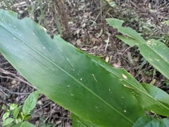 Alpinia