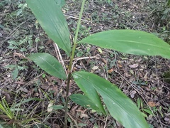 Alpinia