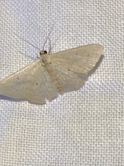 Scopula optivata
