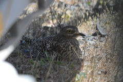 Burhinus capensis