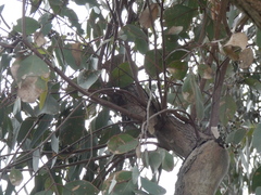 Eucalyptus studleyensis