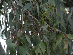Eucalyptus studleyensis
