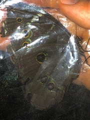 Morpho