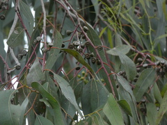 Eucalyptus studleyensis