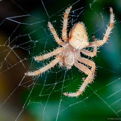 Araneus pallidus
