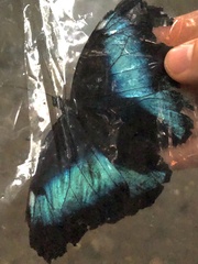 Morpho