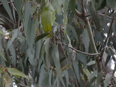 Eucalyptus studleyensis