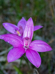 Elythranthera emarginata