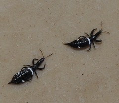 Compsothrips albosignatus