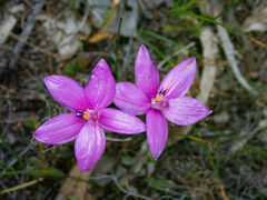 Elythranthera emarginata