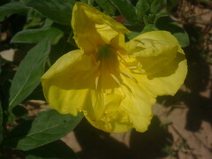 Oenothera drummondii