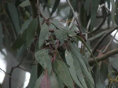 Eucalyptus studleyensis