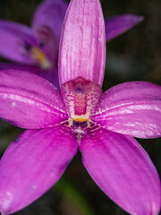 Elythranthera emarginata