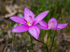 Elythranthera emarginata