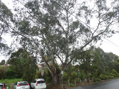 Eucalyptus studleyensis