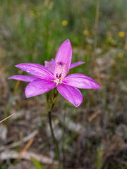 Elythranthera emarginata
