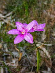 Elythranthera emarginata