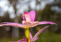 Elythranthera emarginata