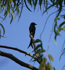 Dicrurus leucophaeus