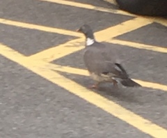 Columba palumbus