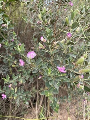 Podalyria calyptrata