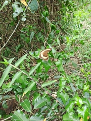 Junonia elgiva