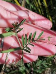 Vicia sativa