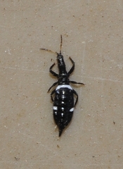 Compsothrips albosignatus