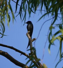 Dicrurus leucophaeus