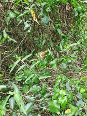Junonia elgiva