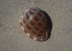 Phalium areola