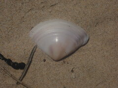 Austromactra rufescens