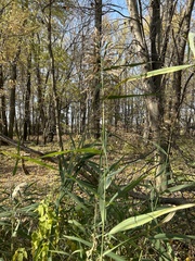 Phragmites australis