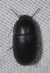 Crypticus gibbulus