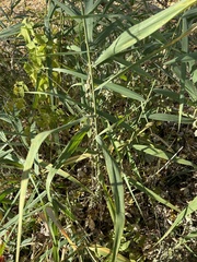 Phragmites australis