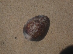 Monetaria caputserpentis