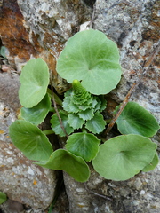 Umbilicus horizontalis