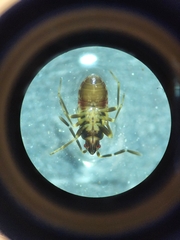 Scolopostethus