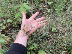 Coprosma propinqua