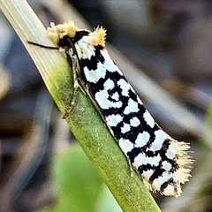 Moerarchis clathrata