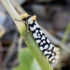 Moerarchis clathrata