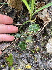 Berberis glaucocarpa